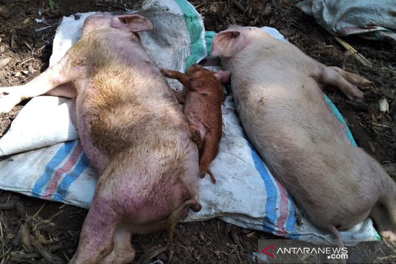Sejumlah babi yang mati akibat terserang penyakit African Swine Fever (ASF) atau demam babi Afrika di Kabupaten Sikka, Pulau Flores, Provinsi Nusa Tenggara Timur. ANTARA/HO-Dinas Pertanian Kabupaten Sikka/am.