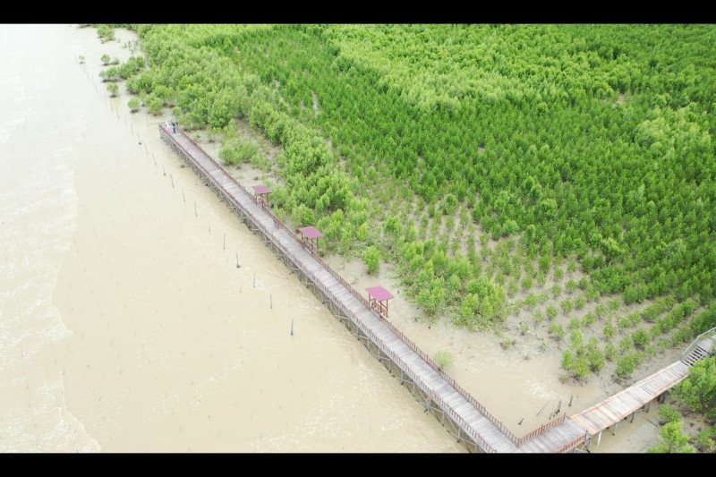 Ilustrasi - Wisata selasar mangrove di Singkawang, Kalimantan Barat. ANTARA/HO-KKP
