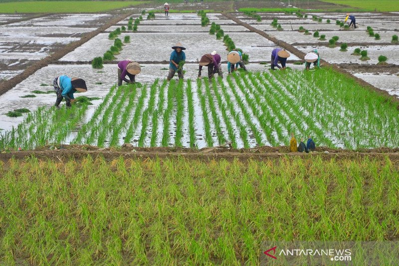 Ilustrasi: Petani menanam padi di Desa Pasuruan Kidul, Kudus, Jawa Tengah, Minggu (13/12/2020). . ANTARA FOTO/Yusuf Nugroho/rwa.

