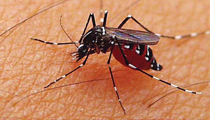 Pemkot Surabaya Perketat Antisipasi Chikungunya dan DBD, Dinkes Gandeng ITD UNAIR