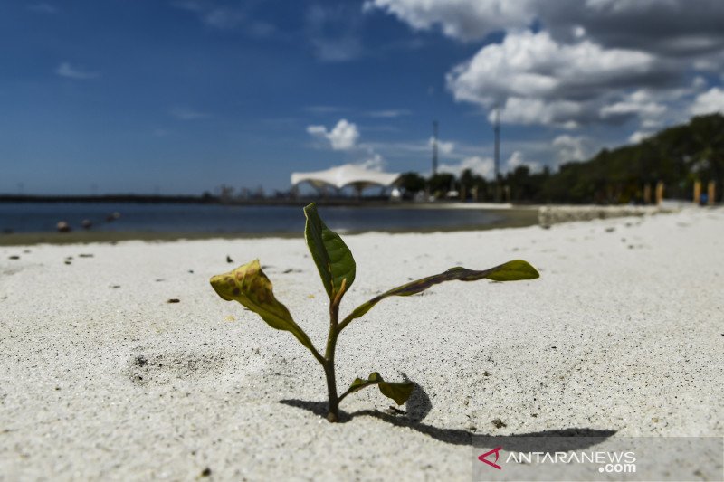 Tanaman bakau tumbuh di kawasan Pantai Timur Ancol, Jakarta, Senin (25/5/2020).