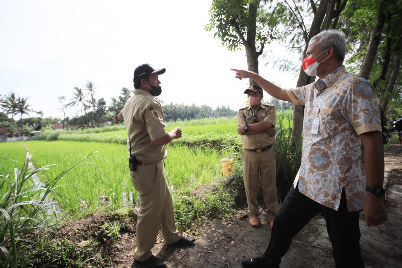 Gubernur Jawa Tengah Ganjar Pranowo saat meninjau sawah petani di Kabupaten Klaten dalam membudidayakan padi organik dengan bibit jenis Srinuk