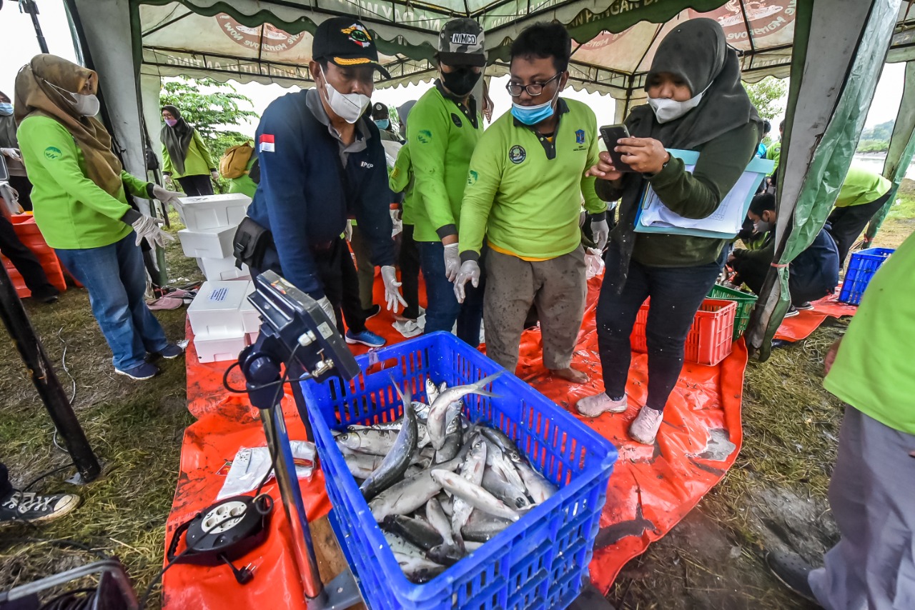 Pemkot Surabaya membagikan hasil panen Ikan Bandeng ke warga MBR yang ada di enam kelurahan wilayah Kelurahan Wonorejo, Kecamatan Rungkut, Kota Surabaya, Sabtu pagi (12/2/2022).