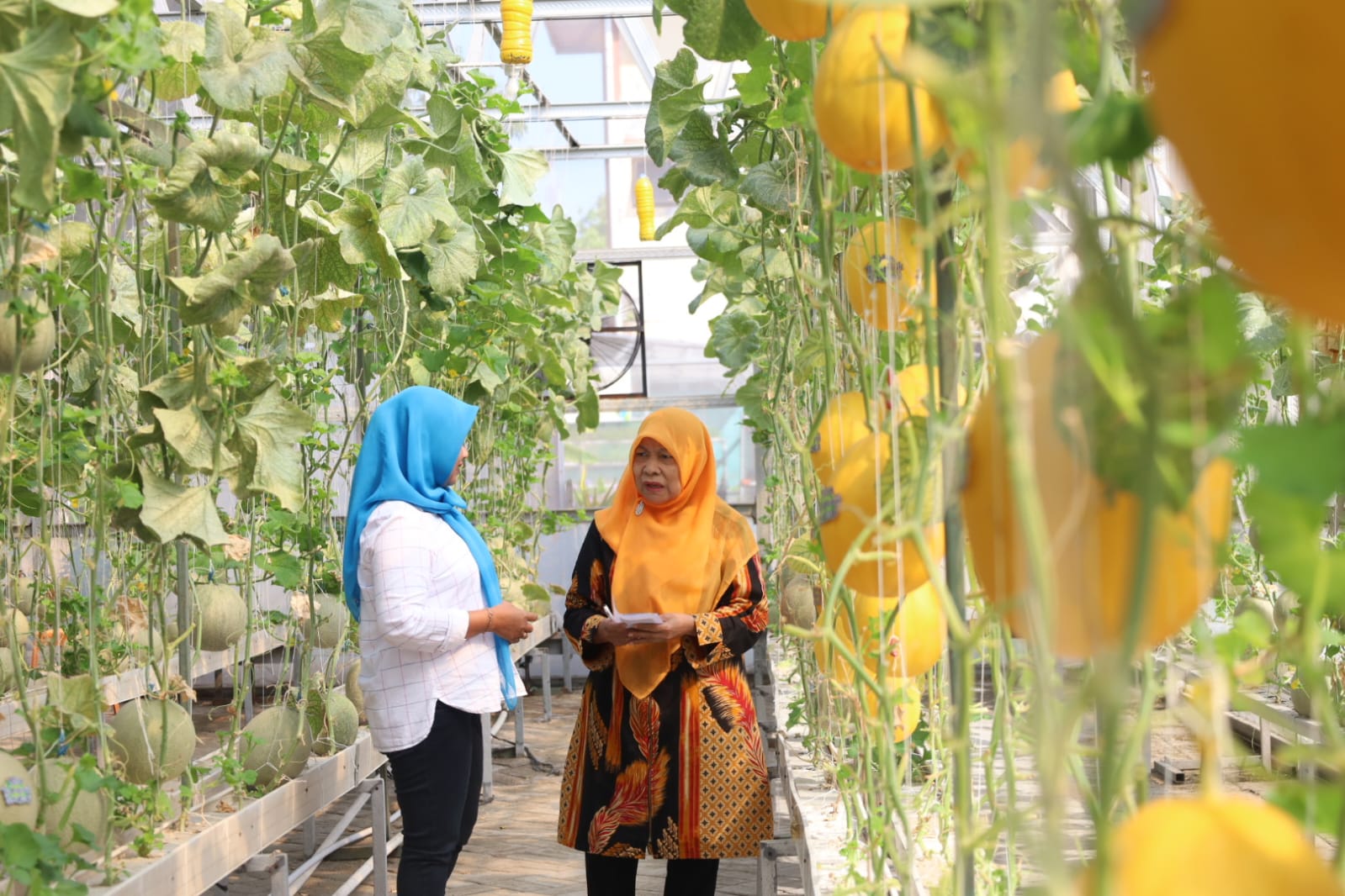 Kelompok Tani Caping Kota di Kelurahan Jemurwonosari, Kecamatan Wonocolo. Kelompok ini sukses memanen buah melon untuk ketiga kalinya pada Selasa, 16 Juli 2024.