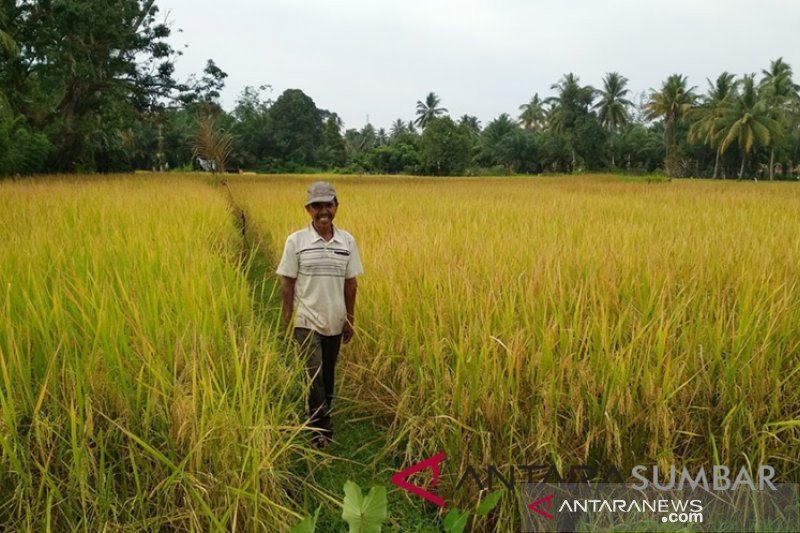 Ilustrasi - Petani di Kecamatan Lubukbasung, Kabupaten Agam sedang berada di lahan sawahnya. (Antara Sumbar/Yusrizal)