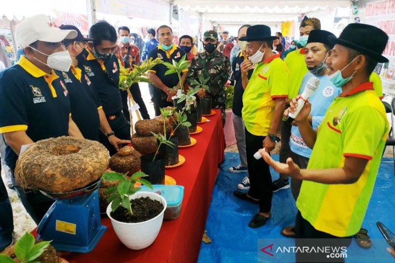 Bupati Kotawaringin Timur Supian Hadi (kiri) mendengar penjelasan Ketua Pengurus Daerah Aspeporin Kotawaringin Timur, Boyadianto terkait potensi budidaya porang, saat kunjungan di stan Kotim Fair, Jumat (12/2/2021) sore. ANTARA/Norjani

