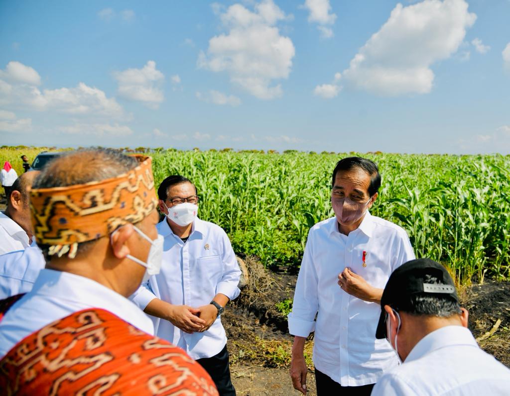 Presiden Jokowi didampingi Seskretaris Kabinet Pramono Anung usai melakukan penanaman bibit dan meninjau panen sorgum di Kabupaten Sumba Timur, NTT, Kamis (02/06/2022). (Foto: BPMI Setpres/Laily Rachev)
