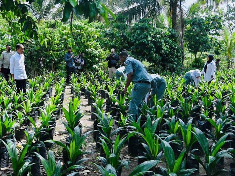 Presiden Jokowi saat melihat pembibitan kelapa sawit di SMK PPN 1 Kualuh Selatan, Kabupaten Labuhanbatu Utara, Provinsi Sumatra Utara, Rabu (17/05/2023). (Foto: BPMI Setpres/Laily Rachev)


