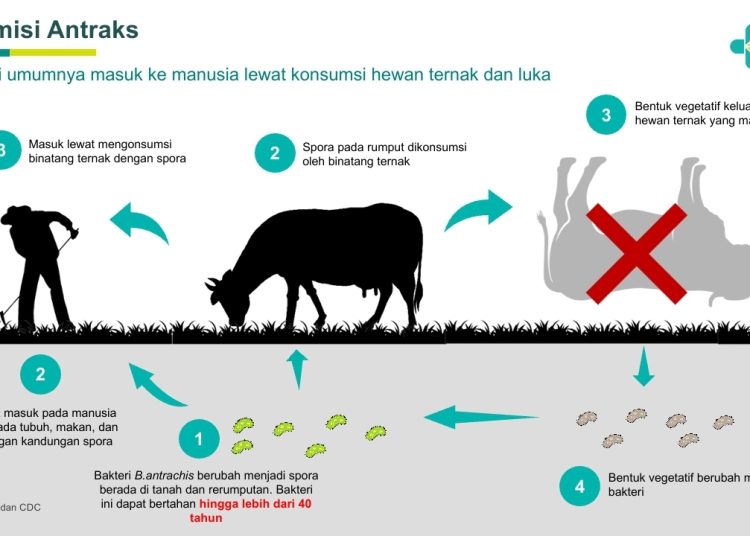 Antraks umumnya menyerang hewan herbivora seperti sapi, kambing, domba, yang dapat menular ke manusia.