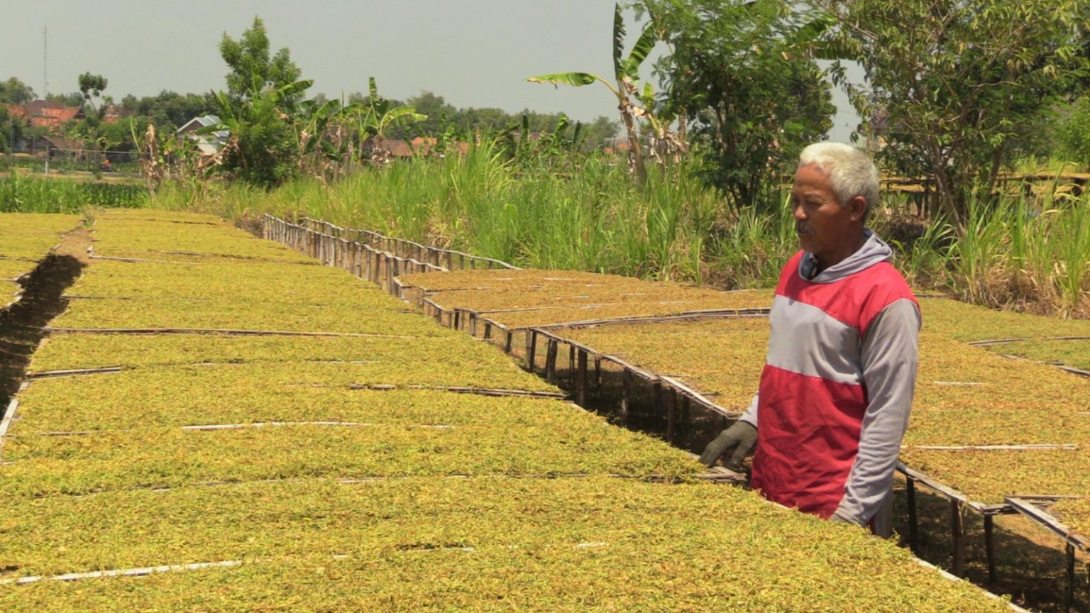 Petani tembakau di Kabupaten Rembang saat ini meraup keuntungan, dari hasil jerih payahnya dalam beberapa bulan ini.