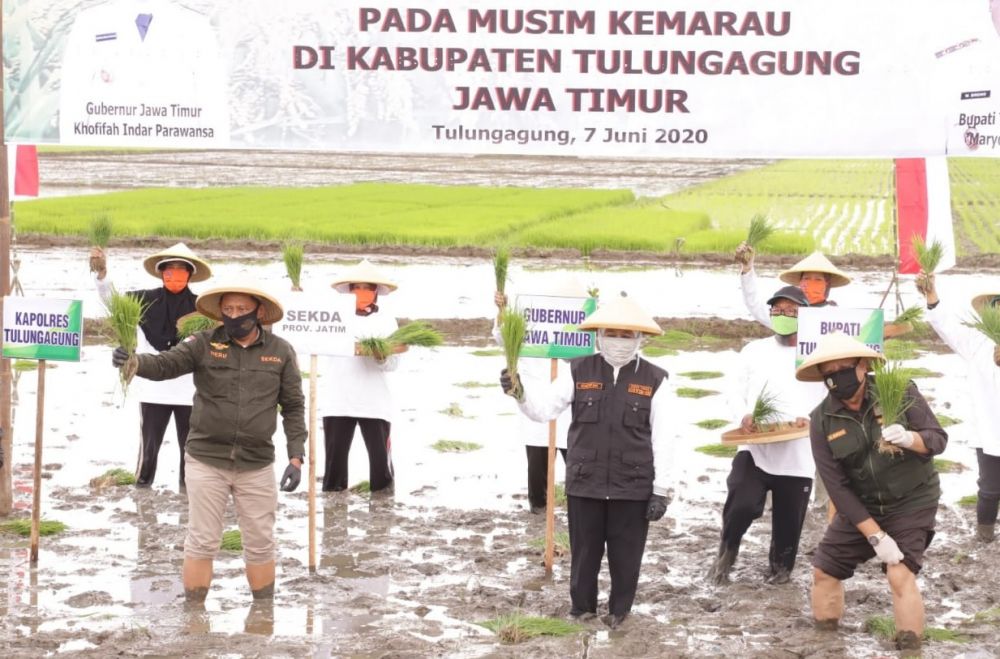 Gerakan Percepatan Tanam Padi di musim kemarau (Foto: ist)