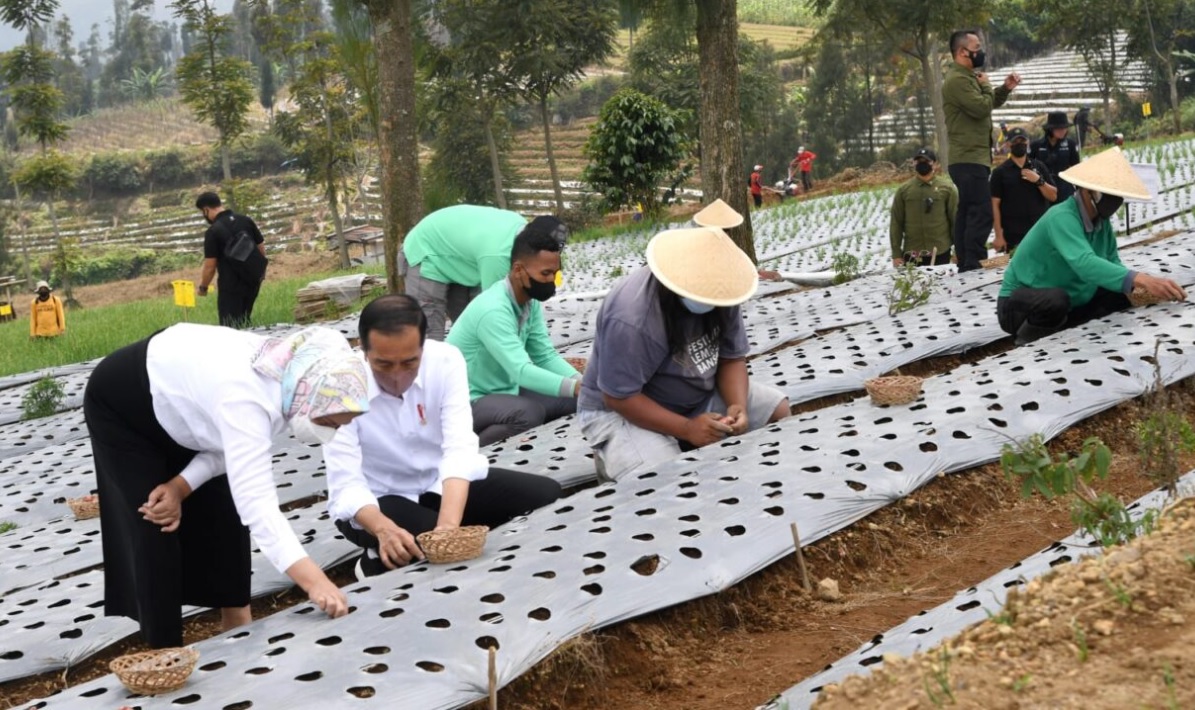 Presiden Joko Widodo meninjau lumbung pangan (food estate) dan melakukan penanaman bawang merah bersama para petani dan masyarakat di Desa Bansari, Kabupaten Temanggung, Jawa Tengah, pada Selasa, 14 Desember 2021. Foto: BPMI Setpres/Rusman