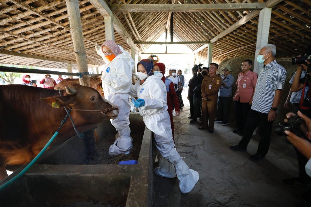 Antisipasi Penyebaran Antraks, Ganjar Gerak Cepat Serbu Vaksinasi Ternak