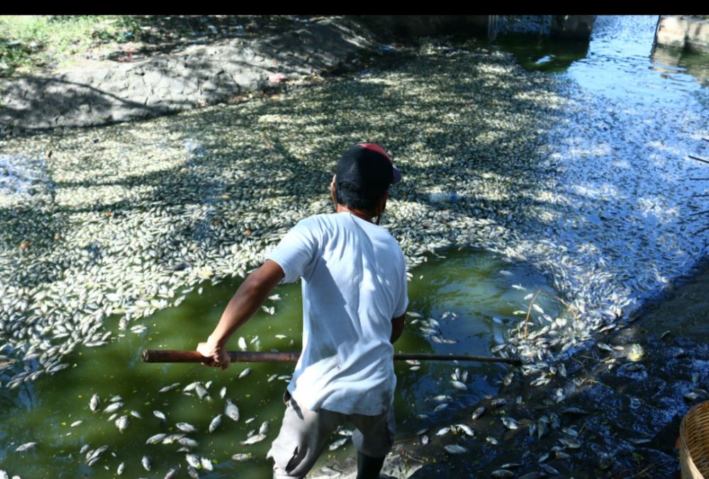 Ribuan ikan mati di waduk SEIR. HMP