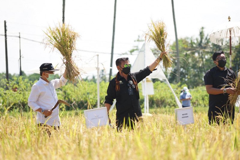 Menteri Pertanian Syahrul Yasin Limpo saat panen padi di Svarga Bumi Borobudur, lokasi agrowisata sawah Kabupaten Magelang, Sabtu (6/3/2021). (ANTARA/HO-Kementerian Pertanian)

