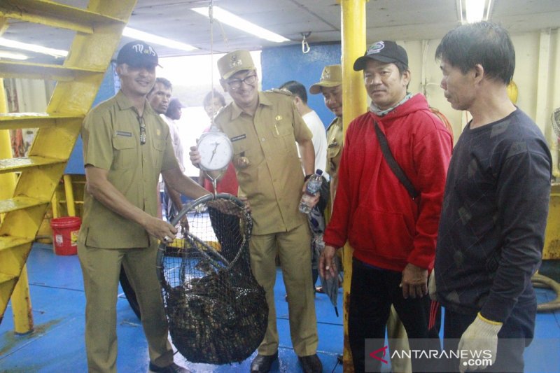Sampel ekspor ikan kerapu hidup dari Belitung menuju Hong Kong (ANTARA/kasmono)

