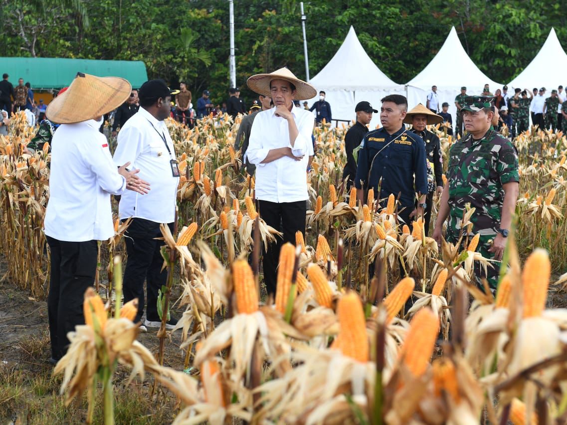 Presiden Jokowi meninjau ladang jagung di kawasan food estate, Desa Wambes, Kecamatan Mannem, Kabupaten Keerom, Papua, Kamis (06/07/2023). (Foto: BPMI Setpres)

