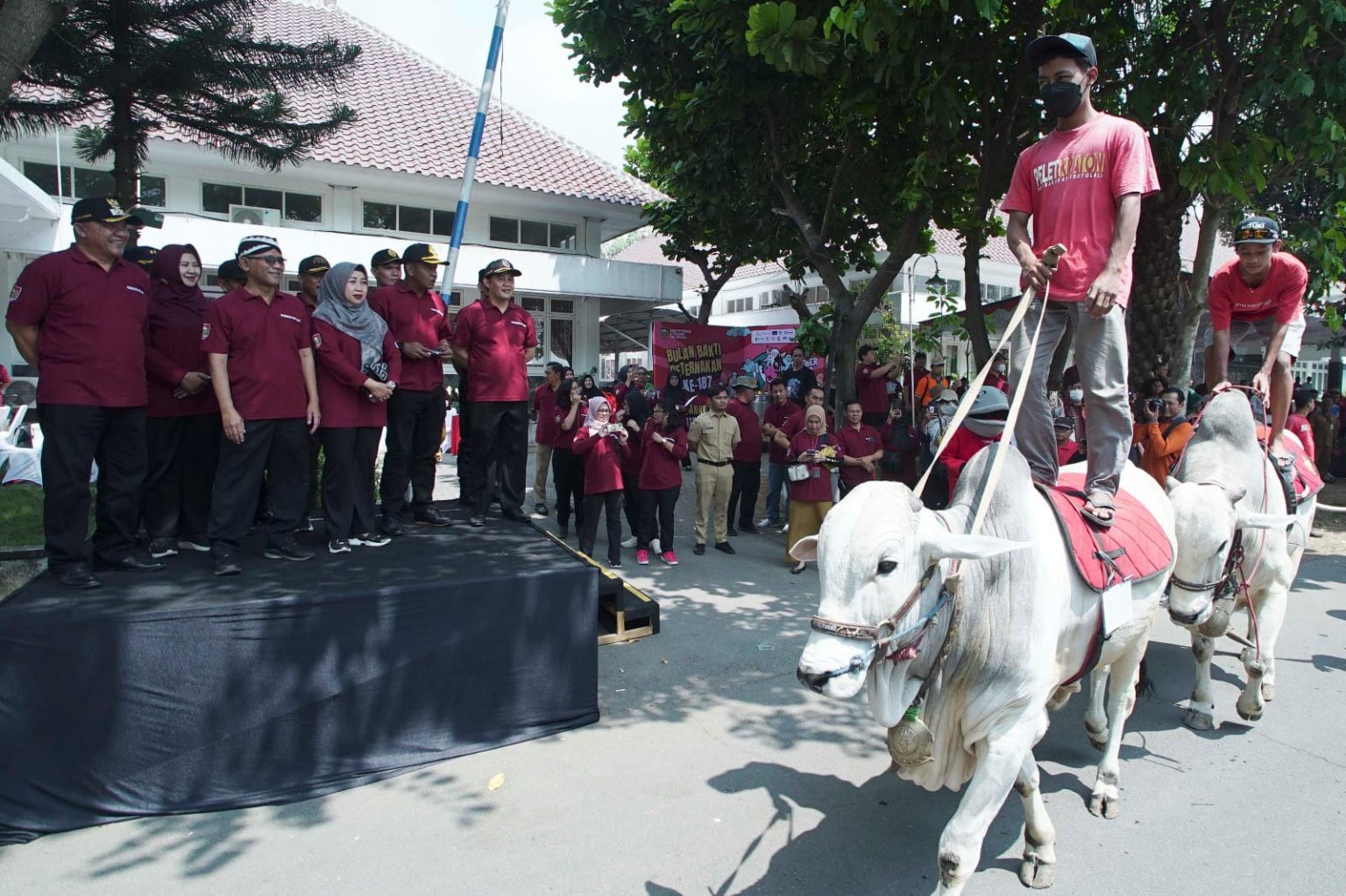 Karnaval Sapi Tunggangan Meriahkan Bulan Bakti Peternakan