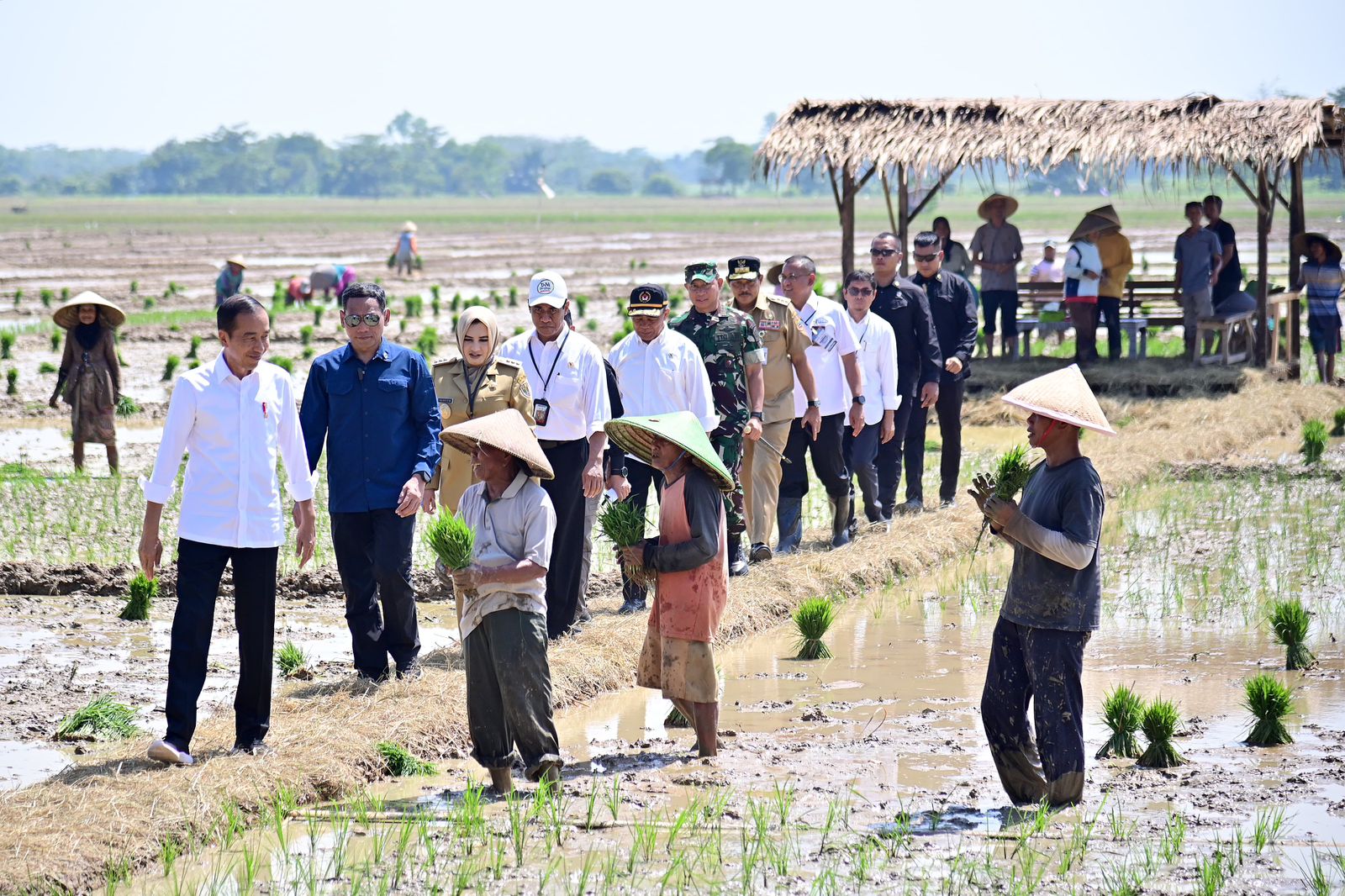 Presiden Jokowi meninjau penanaman padi dan menyerap aspirasi para petani di Kecamatan Kesesi, Kabupaten Pekalongan, Jawa Tengah, Rabu (13/12/2023). (Foto: BPMI Setpres)
