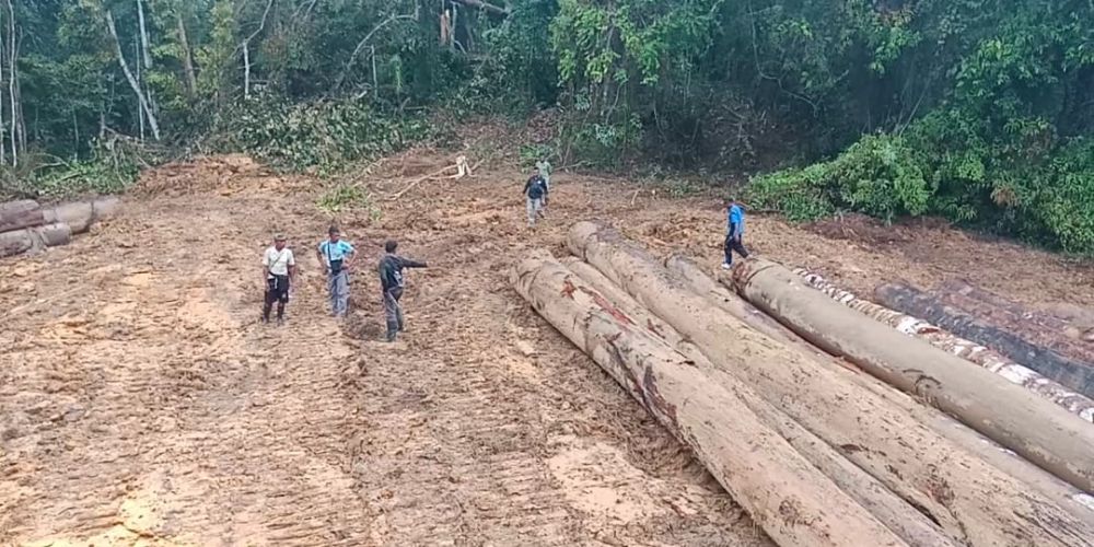 RUSAK: Penebangan kayu yang diduga dilakukan secara ilegal membuat hutan rusak. Foto: Cho