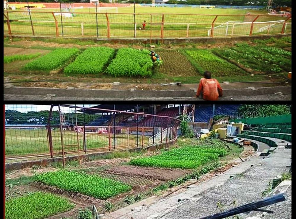 Stadion Andi Mattalatta yang dimanfaatkan untuk menanam sayur. @pengamatsepakbola