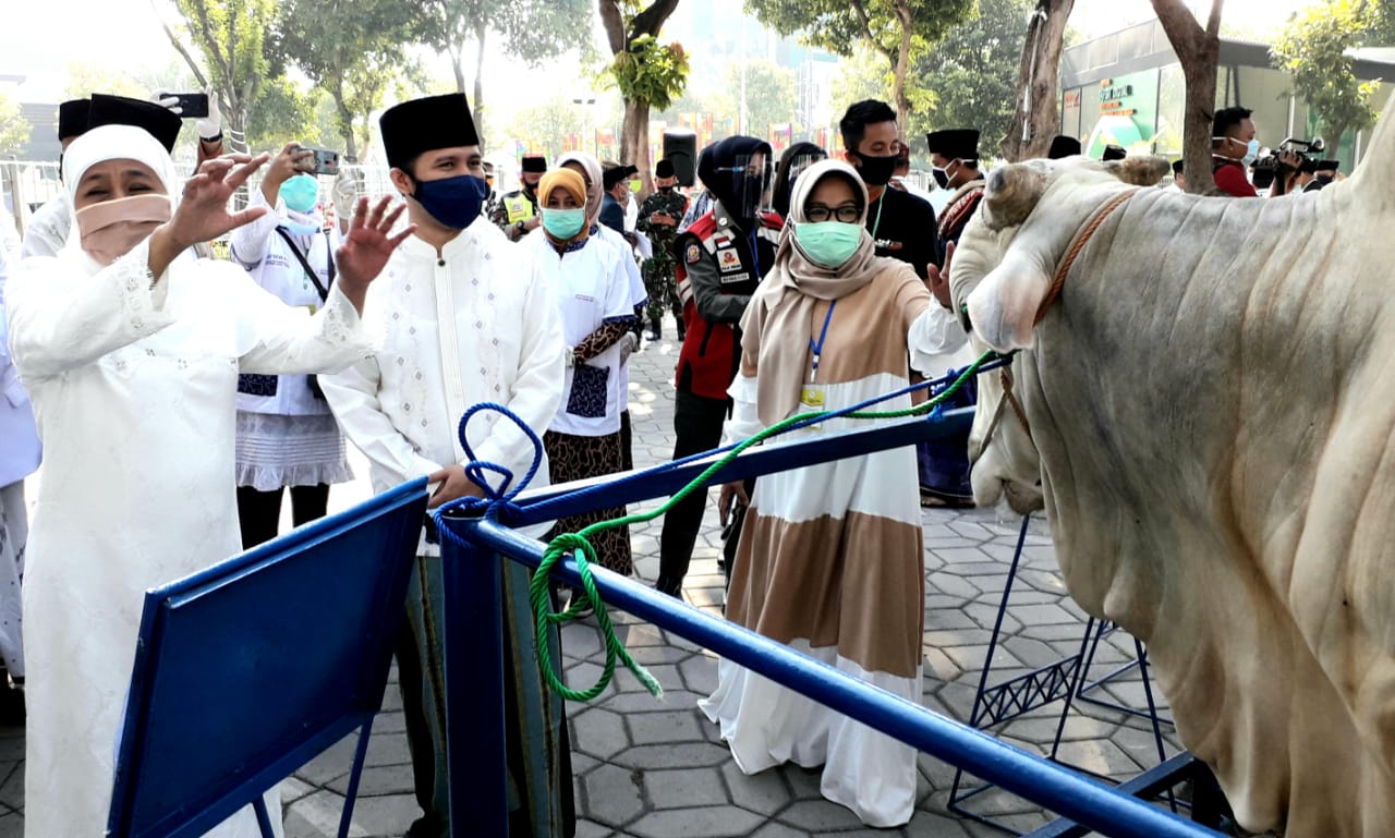 SAPI GUBERNUR DAN WAKIL GUBERNUR: Setelah melakukan Salat Idul Adha di Masjid Nasional Al Akbar Surabaya, Gubernur Jawa Timur Khofifah Indar Parawansa dan Wakil Gubernur Jawa Timur meninjau dan menyerahkan sapi kepada panitia, Jumat (31/7). HMP/OM PRASS