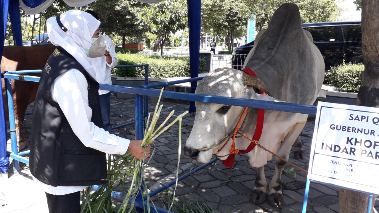 Gubernur Jawa Timur Khofifah Indar Parawansa menyerahkan seekor sapi, kepada panitia penyembelihan hewan kurban, di Masjid Nasional Al Akbar, Surabaya. 