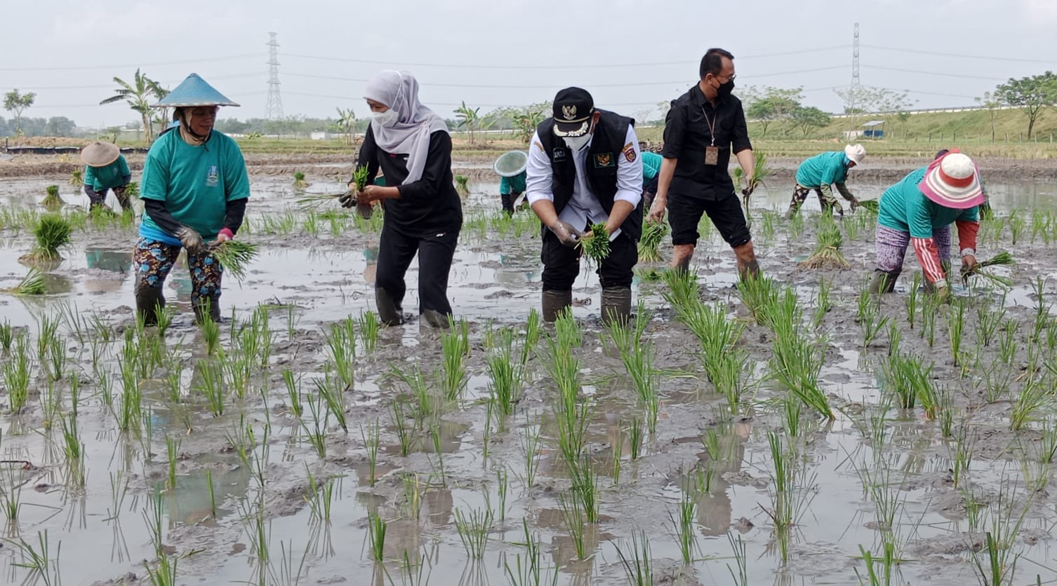 Gubernur Khofifah Galakkan Percepatan Tanam Padi di Ngawi