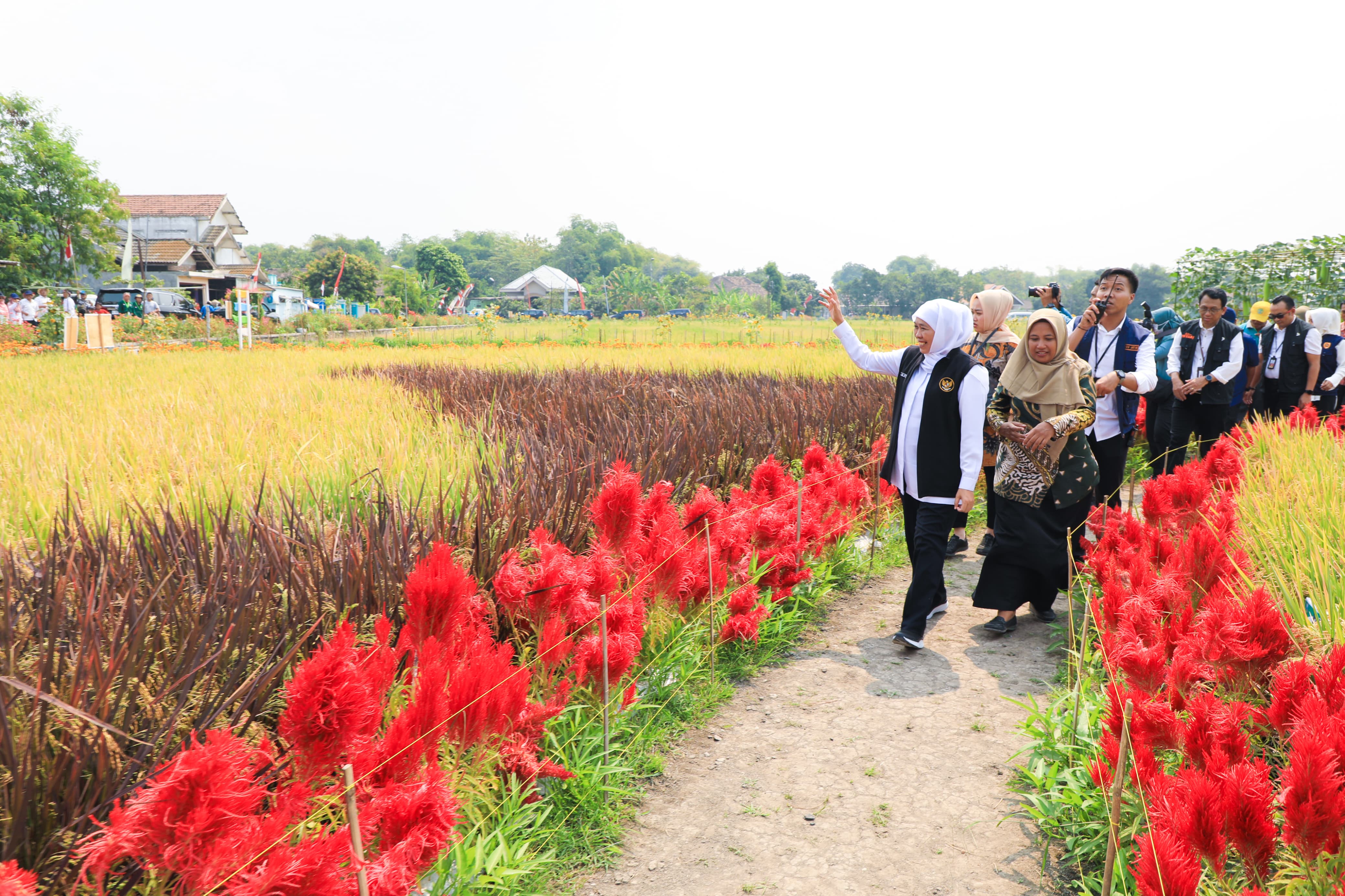 Gubernur Jawa Timur Khofifah Indar Parawansa menghadiri Temu Lapang sekaligus membuka secara resmi Pencanangan Penerapan Manajemen Tanaman Sehat (MTS) Jawa Timur di Desa Ngarjo, Kec. Mojoanyar, Kab. Mojokerto, Kamis (7/9).