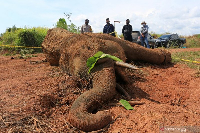 Petugas BKSDA Aceh bersama personel Kepolisian Polres Aceh Jaya berada di dekat bangkai gajah sumatera ("elephas maximus sumatrensis") sebelum proses investigasi medis penyebab kematian (nekropsi) di kawasan Hutan Desa Alue Meuraksa, Kecamatan Teunom, Kab