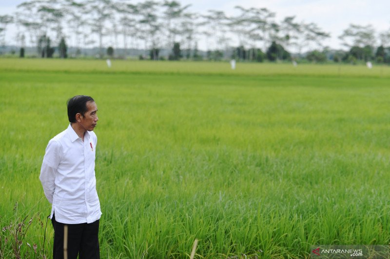 Presiden Joko Widodo meninjau lahan yang akan dijadikan "Food Estate" atau lumbung pangan baru di Kapuas, Kalimantan Tengah, Kamis (9/7/2020). Pemerintah menyiapkan lumbung pangan nasional untuk mengantisipasi krisis pangan dunia. ANTARA FOTO/Hafidz Mubar