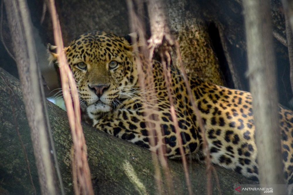 Kebun Binatang Bandung akan Potong Rusa Piaraan untuk Makan Macan
