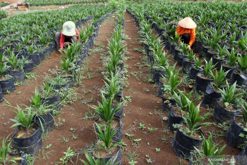 Pekerja melakukan perawatan tanaman bibit kelapa sawit di lahan pembibitan Lubuk Minturun, Padang, Sumatera Barat, Jumat (26/2/2021). Dinas Tanaman Pangan Holtikultura dan Perkebunan Sumatera Barat menargetkan replanting atau peremajaan kelapa sawit pada 
