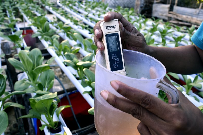 Petani mengukur pH (power of hydrogen) air tanaman sawi yang ditanam dengan sistem hidroponik, di Desa Jalmak, Pamekasan, Jawa Timur, Minggu (2/8/2020). Budidaya tanaman dengan sistem hidroponik menjadi alternatif bagi petani dengan lahan sempit dengan ma