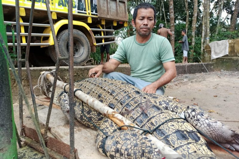 Buaya yang ditangkap petugas BKSDA. ANT
