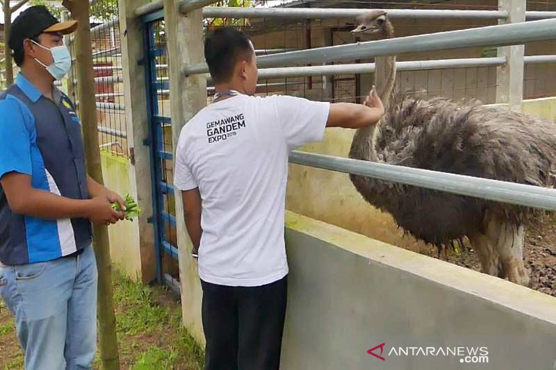 eorang pengunjung berinteraksi dengan burung onta asal Arika koleksi kebun binatang Cahaya Langgeng Temanggung. (ANTARA/Heru Suyitno)

