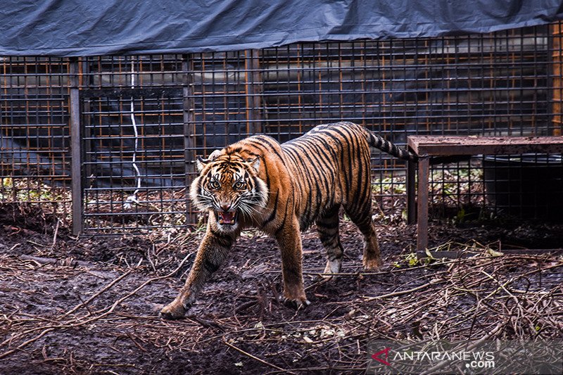 Harimau Corina Dilepaskan ke Habitatnya