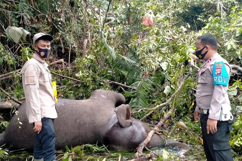 Petugas memeriksa bangkai gajah liar mati di Kampung Belang Rakal, Kecamatan Pintu Rime Gayo, Kabupaten Bener Meriah, Selasa (12/1/2021). Antara Aceh/HO