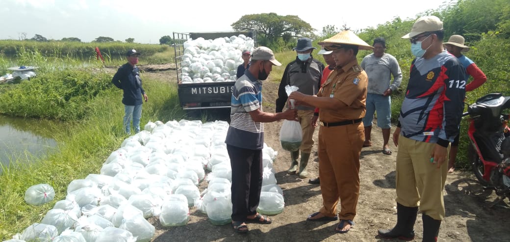 Pemkot)Surabaya melalui Dinas Ketahanan Pangan dan Pertanian (DKPP) kembali menebar puluhan ribu benih ikan bandeng di lahan tambak Bekas Tanah Kas Desa (BTKD) di wilayah Kecamatan Pakal, 