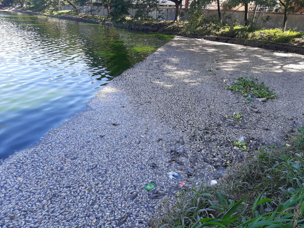 Ribuan ikan mati di waduk SIER Rungkut, Surabaya.