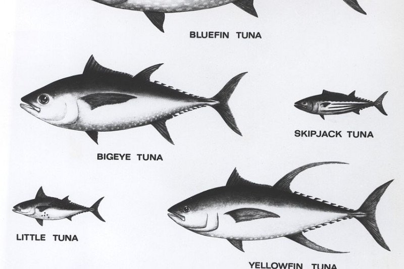 Beragam ikan tuna, komoditas andalan ekspor sektor kelautan dan perikanan nasional. (en.wikipedia.org)

