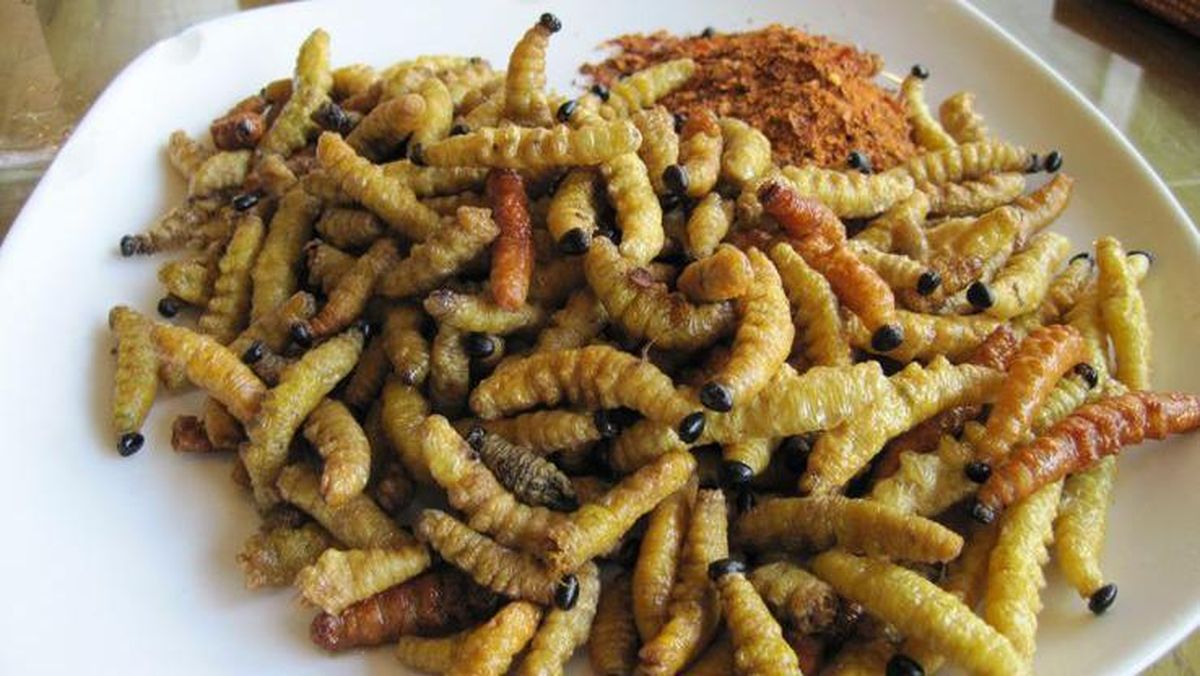 Fenomena Ulat Jati: Antara Ancaman dan Peluang Pangan Alternatif