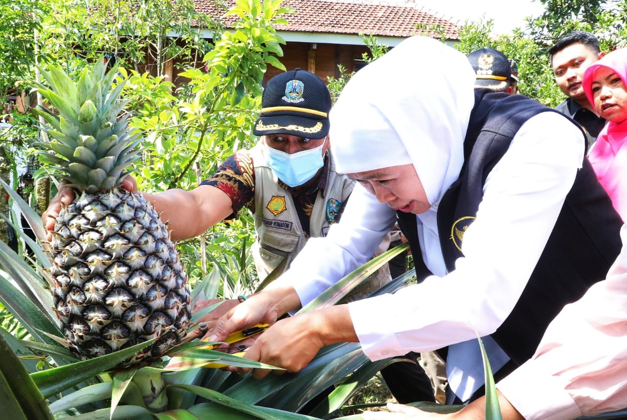 Gubernur Jawa Timur Khofifah Indar Parawansa saat mengunjungi kebun buah organik, pembibitan dan wisata edukasi di Dusun Rowotengu, Desa Sidomulyo, Kecamatan Semboro, Jember,Minggu (9/4).