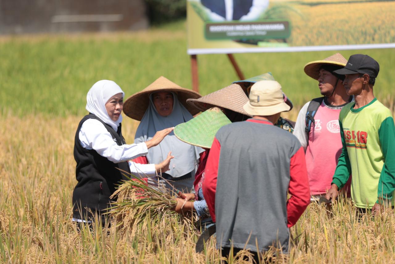 Gubernur Jawa Timur Khofifah Indar Parawansa panen raya padi varietas Inpari 32 di Desa Soso, Kecamatan Gandusari, Kabupaten Blitar pada Sabtu (27/5).