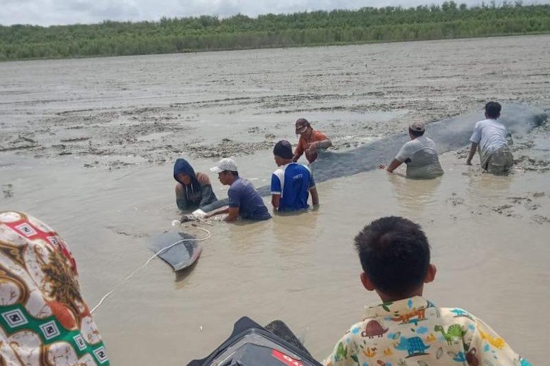Nelayan dan tim gabungan menyelamatkan ikan paus yang terjebak lumpur di Tanjung Kait perbatasan Desa Simpang Tiga Abadi dan Dusun Sungai Kong, Kecamatan Tulung Selapan, Kabupaten Ogan Komering Ilir, Sumatera Selatan, Selasa (26/1). (ANTARA/HO/21)
