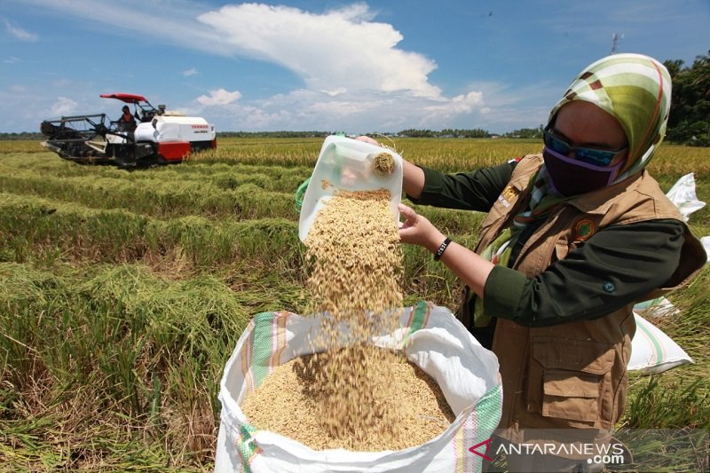 Panen padi sawah di salah satu desa di Kabupaten Kolaka. Seorang petugas penyuluh pertanian saat membersihakan padi yang baru panen untuk mengetahui produksi dalam perhektarenya. (Foto ANTARA/Azis Senong)

