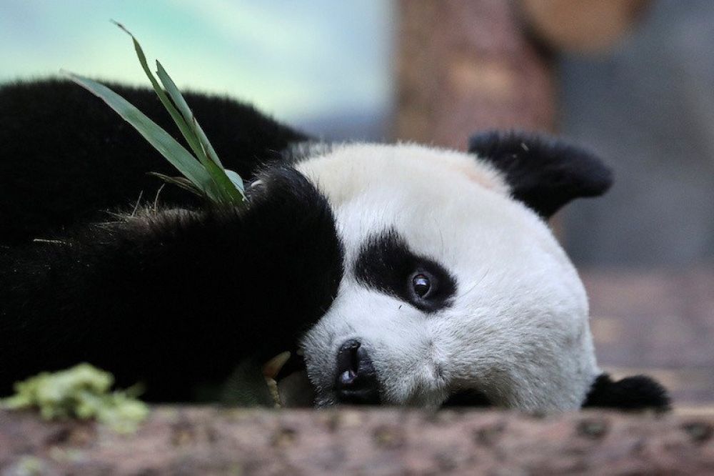 Panda raksasa di Kebun Binatang Moskow. (REUTERS/Evgenia Novozhenina
