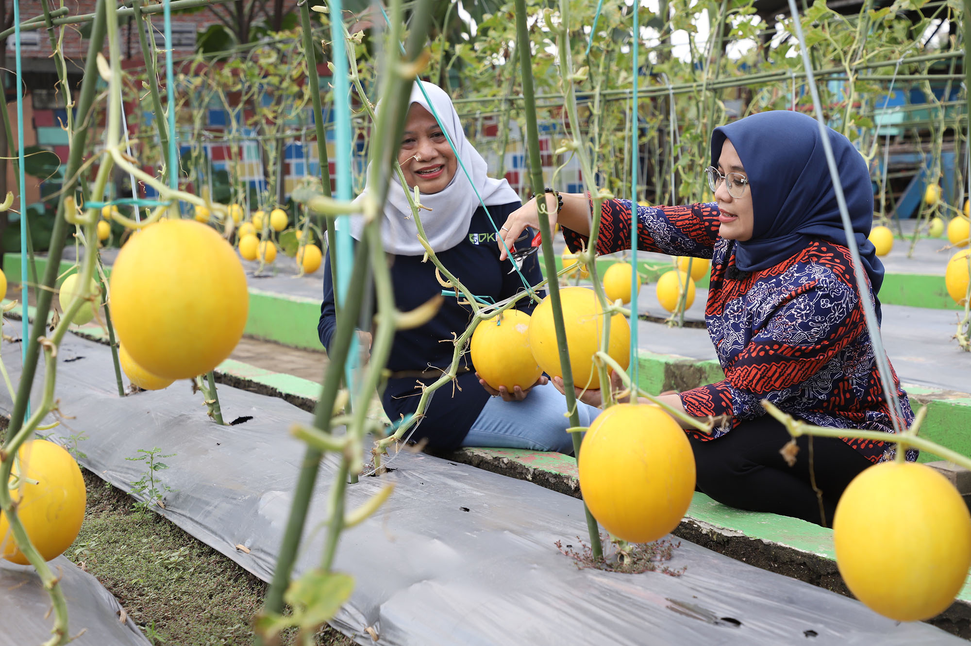 Pemkot Surabaya terus berinovasi untuk meningkatkan kesejahteraan warga. Salah satunya adalah pembibitan buah melon emas serta budidaya udang dan ikan patin. 