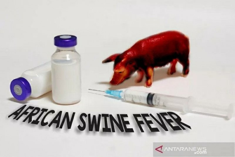 AWAS! Ancaman Flu Babi