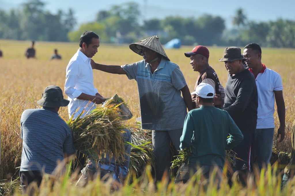 Presiden Jokowi tinjau panen raya di Maros, Sulsel, Kamis (30/03/2023). (Foto: Humas Setkab/Agung)


